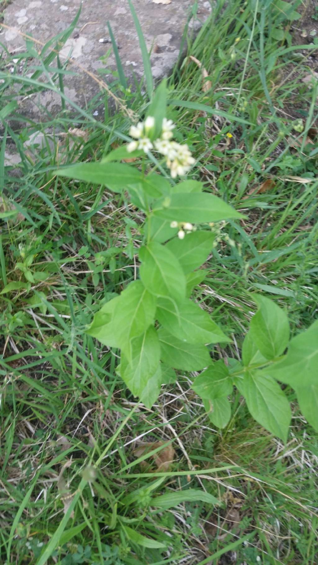 Vincetoxicum hirundinaria (Gentianales - Apocynaceae)